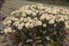 Sedum Over the Moon PPAF 25 BR Plants