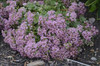Sedum SunSparkler Lime Zinger PPAF