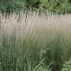 Calamagrostis acutiflora Karl Foerster 30ct Flat