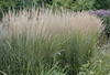 Calamagrostis acutiflora Karl Foerster 30ct Flat