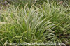 Carex morrowii Ice Dances 30ct Flat