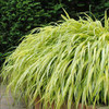 Hakonechloa macra Aureola 30ct Flat