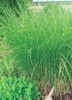 Miscanthus sinensis Gracillimus 30ct Flat