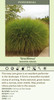 Miscanthus sinensis Gracillimus 30ct Flat