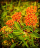 Asclepias tuberosa 25 BR Plants