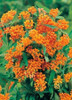 Asclepias tuberosa 25 BR Plants