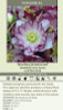 Helleborus Blushing Bridesmaid - WEDDING PARTY Series 20ct Flat