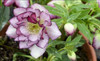 Helleborus Blushing Bridesmaid - WEDDING PARTY Series 20ct Flat