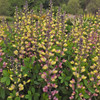 Baptisia Pink Lemonade PPAF 25 BR Plants