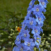 Delphinium e Million Dollar Sky 30ct Flat