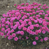 Dianthus Double Bubble PPAF 30ct Flat