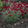 Dianthus Electric Red PPAF 30ct Flat