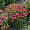 Echinacea LAKOTA Santa Fe 30ct Flat