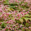 Epimedium 'Pink Champagne' (30)ct Flat