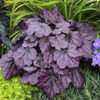 Heuchera Wild Rose PPAF 20ct Flat