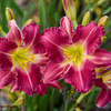 Hemerocallis 'Romantic Returns' PP13481 (25) BR Plants