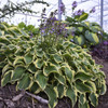 Hosta WRINKLE IN TIME PP29456 25 BR Plants