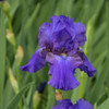 Iris His Royal Highness 15ct Flat