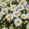 Leucanthemum s Cream Puff PPAF 30ct Flat