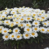 Leucanthemum s Cream Puff PPAF 30ct Flat