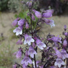 Penstemon Midnight Masquerade PPAF 25 BR Plants