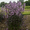 Penstemon Midnight Masquerade PPAF 25 BR Plants