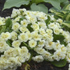 Primula BELARINA CREAM P v Kerbelcrem PP1620520ct Flat