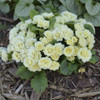 Primula BELARINA CREAM P v Kerbelcrem PP1620520ct Flat