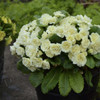 Primula BELARINA CREAM P v Kerbelcrem PP1620520ct Flat