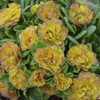 Primula BELARINA NECTARINE P v Kerbelnec PP1636520ct Flat