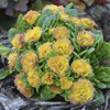 Primula BELARINA NECTARINE P v Kerbelnec PP1636520ct Flat