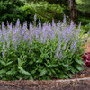 Salvia 'Azure Snow' PP30534 (25) BR Plants