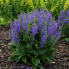 Salvia 'Midnight Model' PP29498 (25) BR Plants