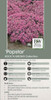 Sedum Popstar PPAF 25 BR Plants