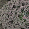 Sedum Popstar PPAF 25 BR Plants