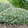 Sedum 'Popstar' PP31228 (25) BR Plants