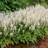 Tiarella 'Cutting Edge' PP29745 (30)ct Flat