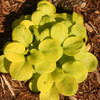 Hosta Sun Mouse PPAF 10ct Flat