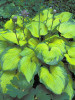 Hosta OLD GLORY PP12503 25 BR Plants