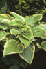 Hosta VICTORY 25 BR Plants