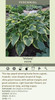 Hosta VICTORY 25 BR Plants