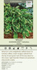 Hosta WHEEE PP23565 25 BR Plants