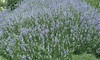 Lavandula a Blue Cushion 20ct Flat