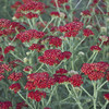 Achillea Sassy Summer Sangria PPAF 25 BR Plants