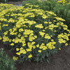 Achillea Sassy Summer Lemon PPAF 25 BR Plants