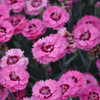 Dianthus 'Cute as a Button' PP31453 (30)ct Flat