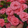 Dianthus Classic Coral PPAF 30ct Flat