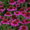 Echinacea Delicious Candy PPAF 30ct Flat