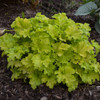 Heuchera Apple Twist PPAF 20ct Flat