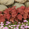 Heuchera 'Peachberry Ice' PP31433 (20)ct Flat